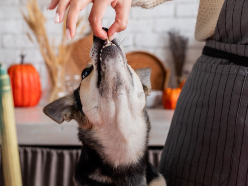 A dog reaching up for a treat held by a person