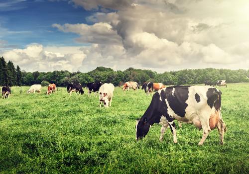 Cattle grazing in a green field under a cloudy sky
