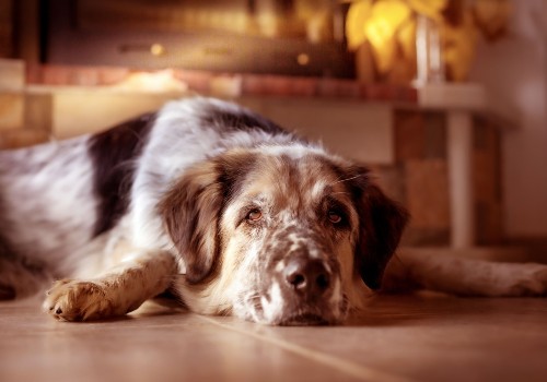 Dog after eating a beef jerky