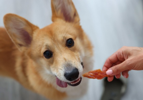 Dog and a beef jerky