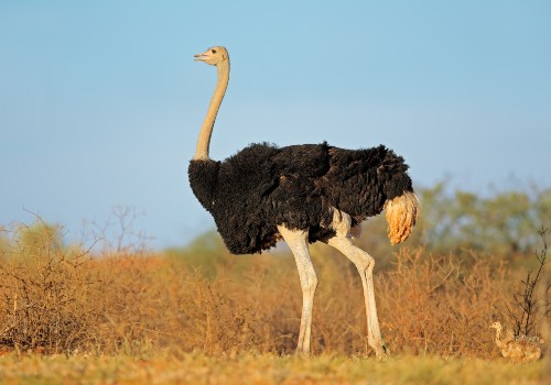 Ostrich