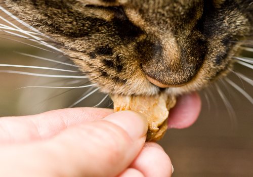 A toxic beef jerky to cats